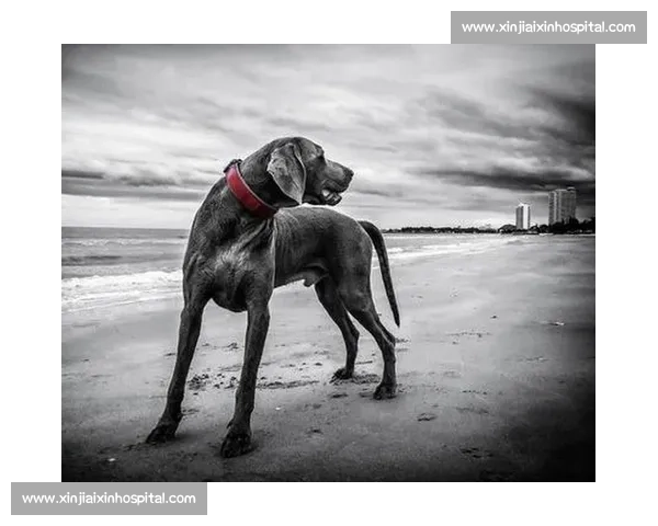 聚焦斗犬视频比赛背后的灰色产业与社会争议调查风险治理与法律监管